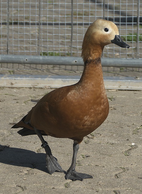 src