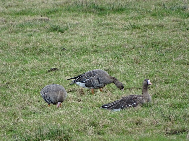 詹姆斯的带 詹姆斯的带